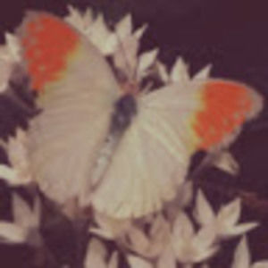 Meet your Posher, Kap